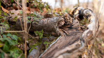 stump in the forest