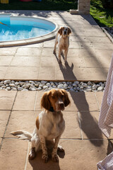 cute Brittany spaniel dogs sitting in the backyard