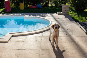 Brittany spaniel dog in backyard by pool