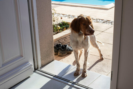 Brittany spaniel dog outside by doorway