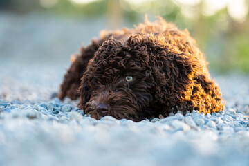 Young Spanish Water Dog lies resting on a pebble beach, its brown curls contrasting with the stones, looking playful and curious against warm glow of the sunset light
