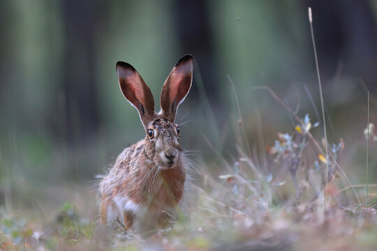 Close-up of a brown hare with tall ears and alert eyes amidst forest undergrowth exemplifying wildlife in its natural habitat