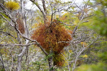 Patagonia mistletoe in tree