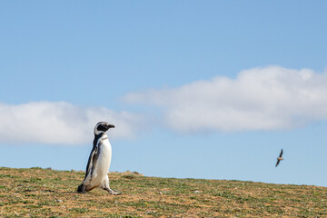 Single Magellanic Penguin walking on horizon with blue sky and space for copy