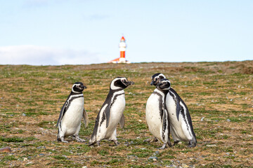Magellanic Penguins in Chile with lighthouse in background