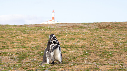 Magellanic Penguins in Chile with lighthouse in background