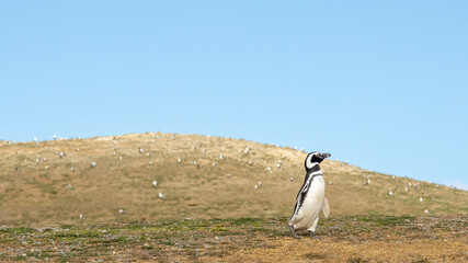 Penguin walking down a hill in summer, Magellanic Penguin