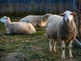 Obraz premium Kleine Herde Schafe auf der Weide