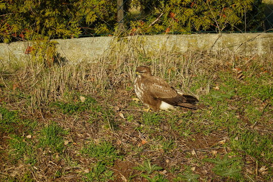 Common buzzard (Buteo buteo) is a medium sized to large bird of prey. Here a male wild bird has set down briefly at the roadside after an unsuccessful hunt.