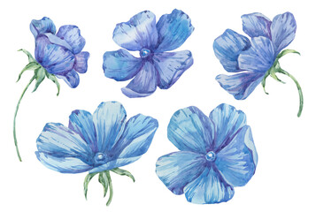 Watercolor painted blue flowers. Anemones are blue, bright, delicate. Summer flowers isolated on white background