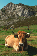Fototapeta na wymiar Vaca en prado asturiano