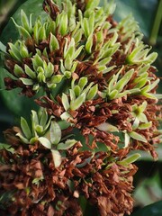 Bunch of Green buds of ixora flowers