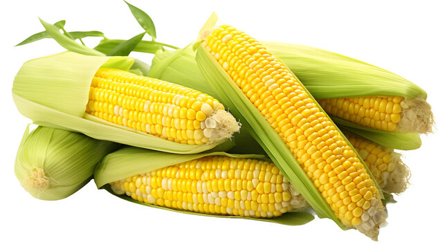 
corn on the cob png, fresh corn, summer vegetable, corn clipart, transparent background, culinary illustration, farm-fresh delight