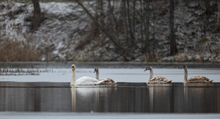 Swans floating on the winter river. Europe