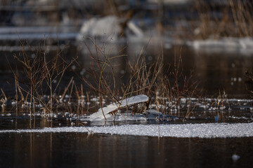 Winter landscape. Details of winter in Europe