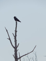 Krähen auf einem Baum