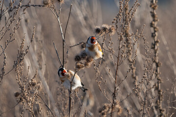 Two small colorful bird. European goldfinch 