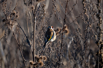 A small colorful bird. European goldfinch 