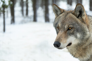 portrait of a wolf against the backdrop of a snowy forest