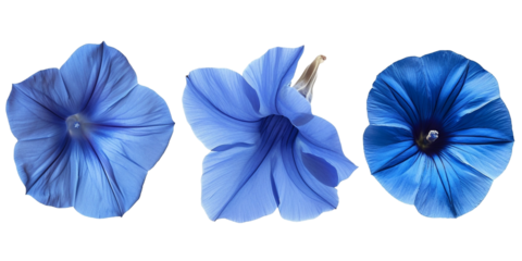 Blue flower close up