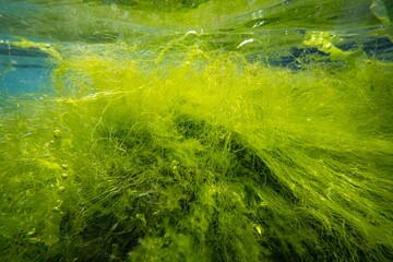 ulva green thicket on coquina stone make air bubble, littoral zone underwater snorkel, oxygen rich...