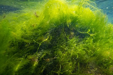 ulva green algae on coquina stone make air bubble, torn algal mess, littoral zone underwater snorkel, oxygen rich clear water reflection, low salinity Black sea saltwater biotope, summertime ecology - obrazy, fototapety, plakaty
