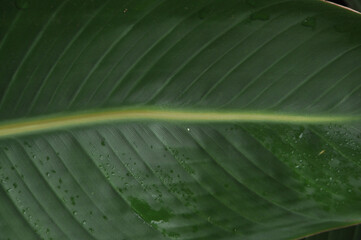 textura de folha verde com veios