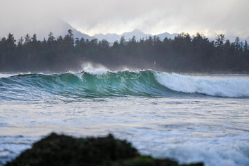 Classic Pacific Northwest scene of perfect, aesthetic, open face ocean wave in front of coniferous forest and sharp, misty mountains.
