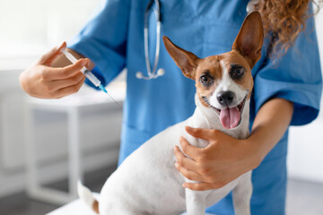 Dog gets vaccinated by female vet in a clinic - obrazy, fototapety, plakaty