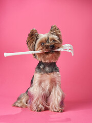 Yorkshire Terrier holds a baton in its mouth, ready to lead an orchestra. This poised pup against a pink backdrop exudes a whimsical charm