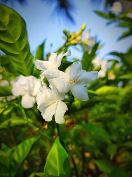 White jasmine flower or chameli ka phool