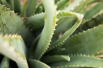 close up view of aloe plant