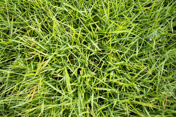 leaves green grass forming a natural texture