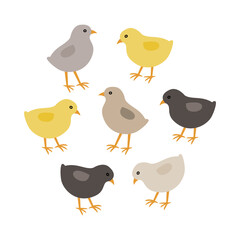 Set of cute chicks, baby chicken.