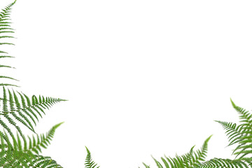 Fern isolated on transparent background, Grass summer spring overlay, frame background, border overlay, without background