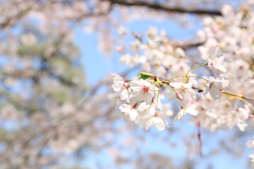 Sakura tree with blooming flowers on spring day, closeup