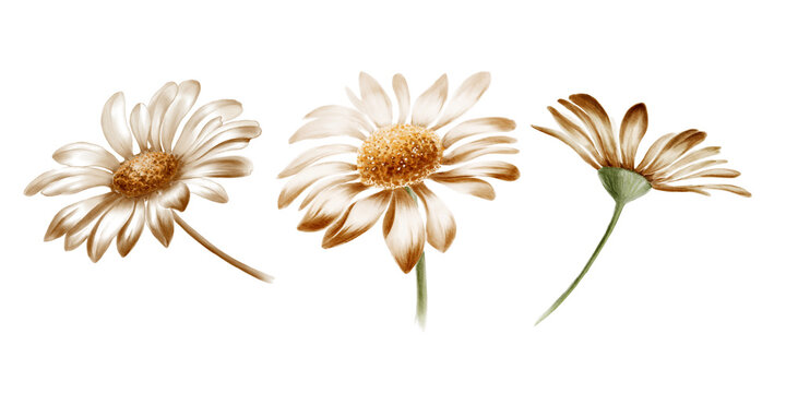Hand drawn watercolor set illustration of chamomile flowers. Isolated on white background. Botanical illustration. For your projects, printing, patterns, fabric, textiles. Sepia color scheme.