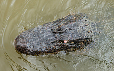 American alligator in river marsh