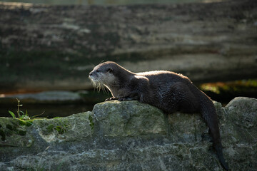 Asian small-clawed otter oriental species native Asia.