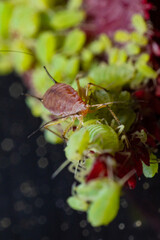very close big macro portrait of aphids