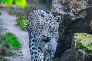 Persian leopard (Panthera pardus saxicolor)