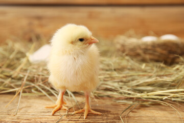 Cute little chick on wooden background