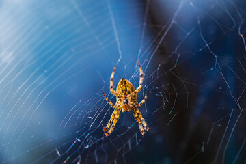 European garden spider, diadem orangie, cross spider