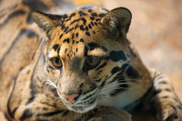 clouded leopard (Neofelis nebulosa) wild cat