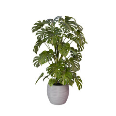 3D Rendered Potted Monstera Plant with no Background
