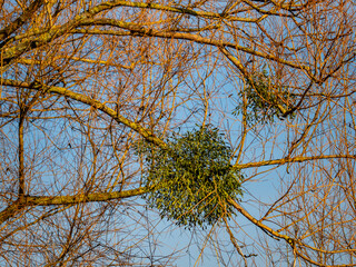 Misteln auf Baum im Winter