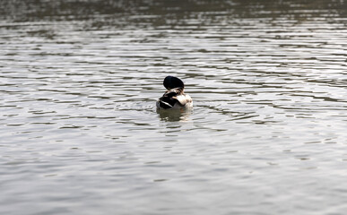 cute ducks females and males swimming on lake and cute baby boy looking at birds. park environment, wildlife concept