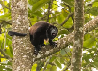 Fotobehang Aap Mantled howler monkey (Alouatta palliata), photographed in Arenal National Park. Costa Rica. Wildlife.  © Tim