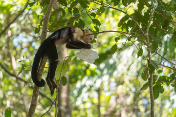 White-faced capuchin monkey (Cebus imitator) with plastic waste in his hands, in Manuel Antonio...