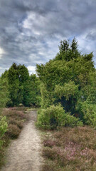 Scenic view of juniper heath near Ellendorf, Germany